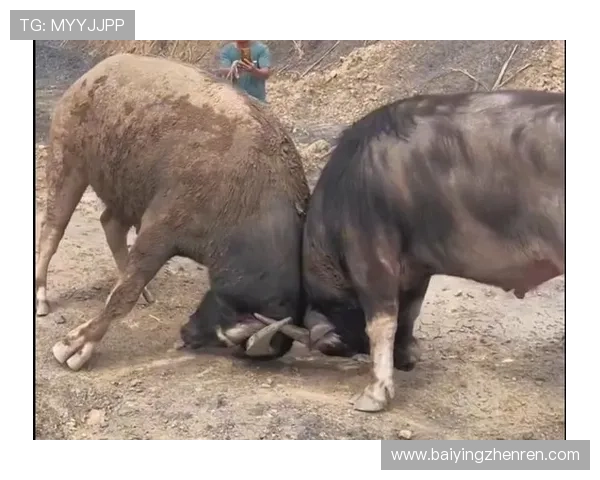 选择优质真人斗牛视讯平台，体验真实刺激的斗牛对决和多样化的游戏玩法